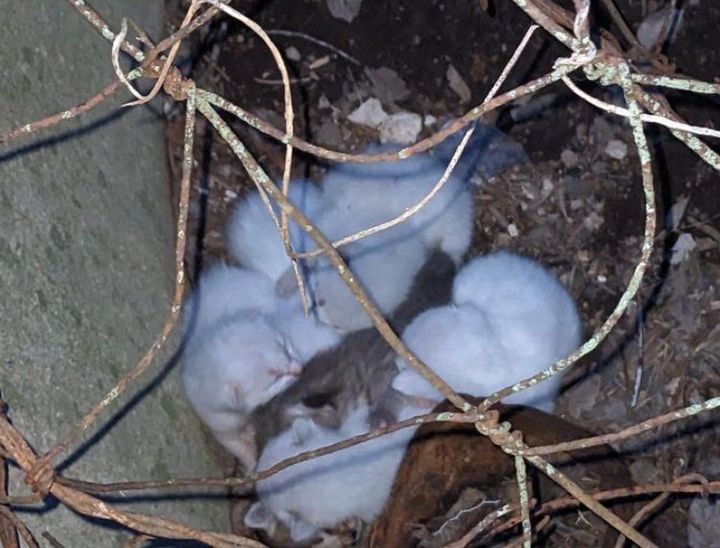 kittens newborn in yard